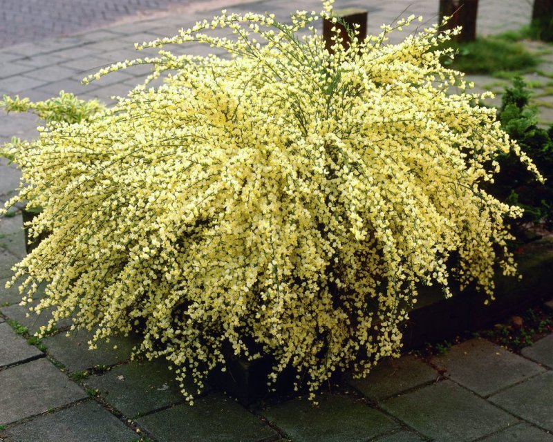 Ракитник ALLGOLD