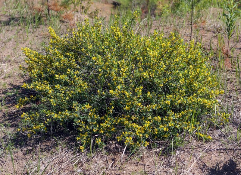 Ракитник русский Cytisus ruthenicus