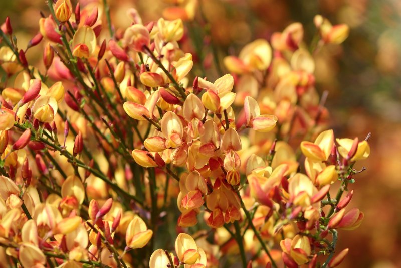 Cytisus scoparius оранж