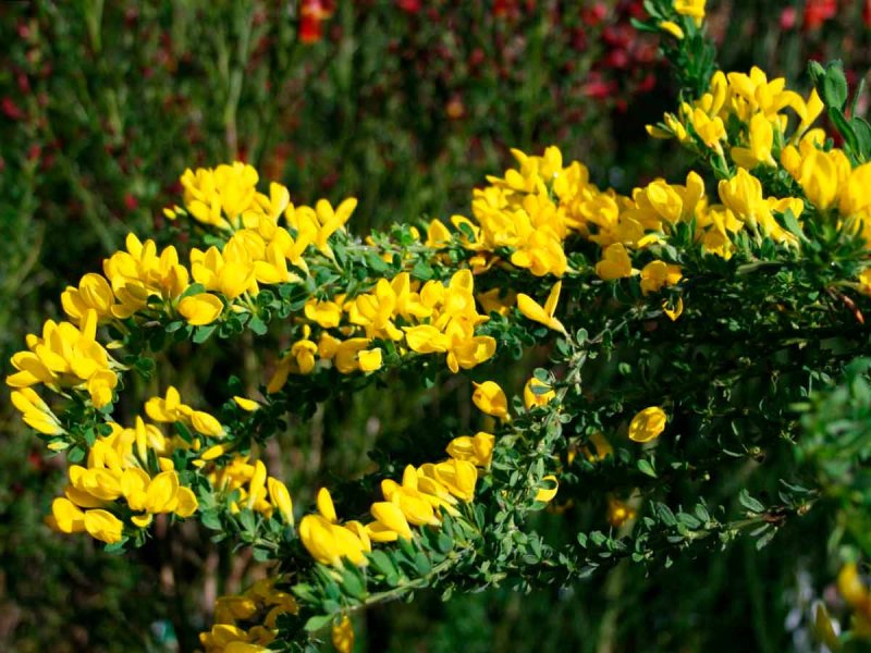 Ракитник стелющийся (Cytisus decumbens)