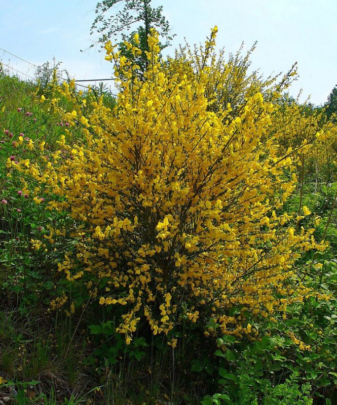 Cytisus scoparius