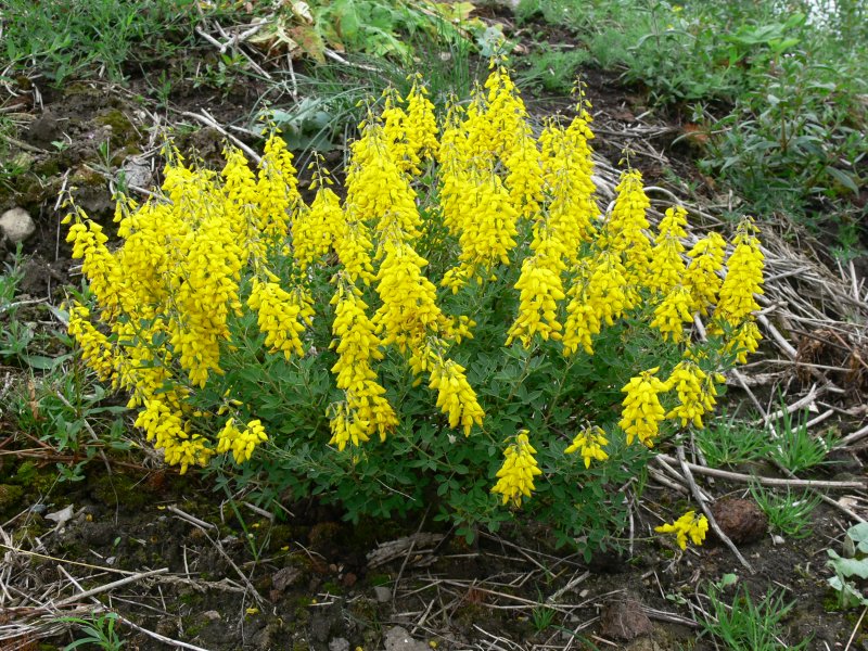 Cytisus nigricans (ракитник чернеющий) 'cyni'