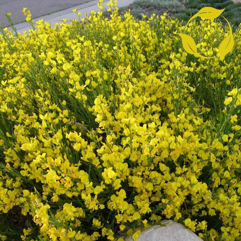 Cytisus scoparius