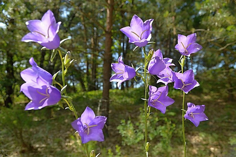 Кампанула синий колокольчик