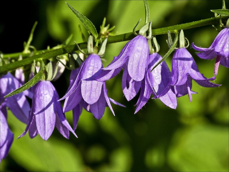 Колокольчик Кампана Lilac