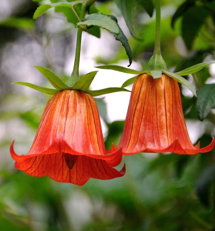 Campanula rotundifolia