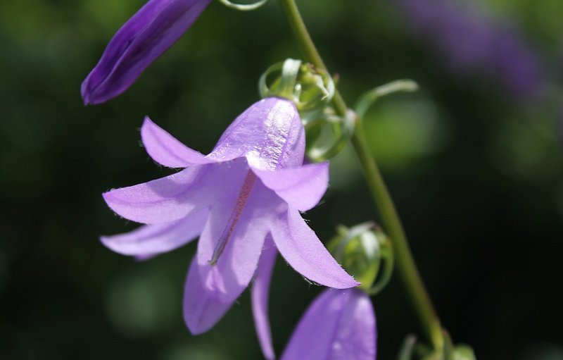 Колокольчик персиколистный Alba Campanula persicifolia