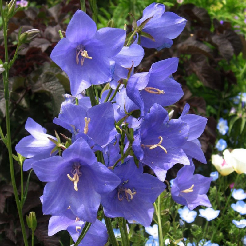 Колокольчик средний – Campanula Medium