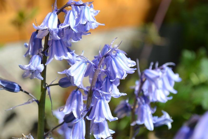 Колокольчик Кампана Lilac