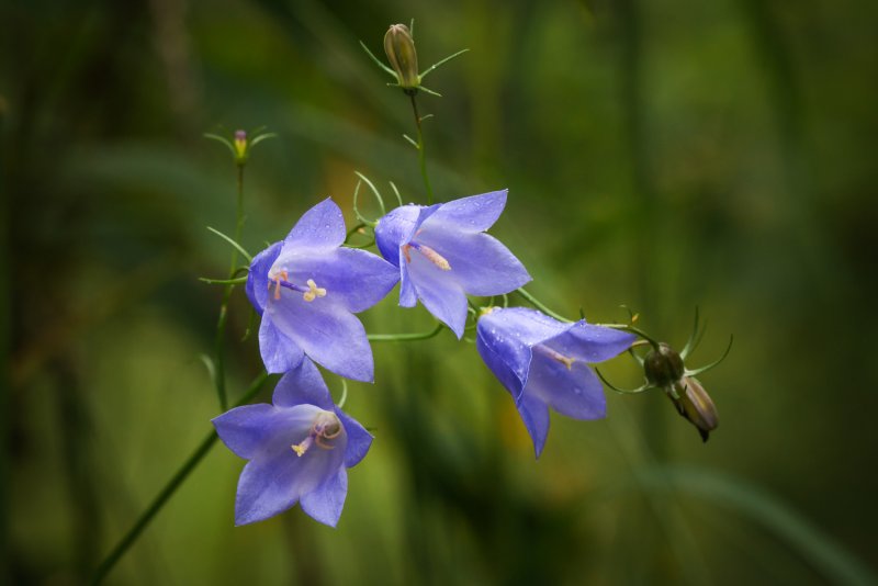 Колокольчик Campanula