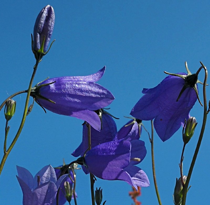 Колокольчик персиколистный Campanula persicifolia