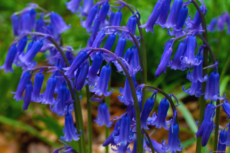 Giant Bellflower колокольчик