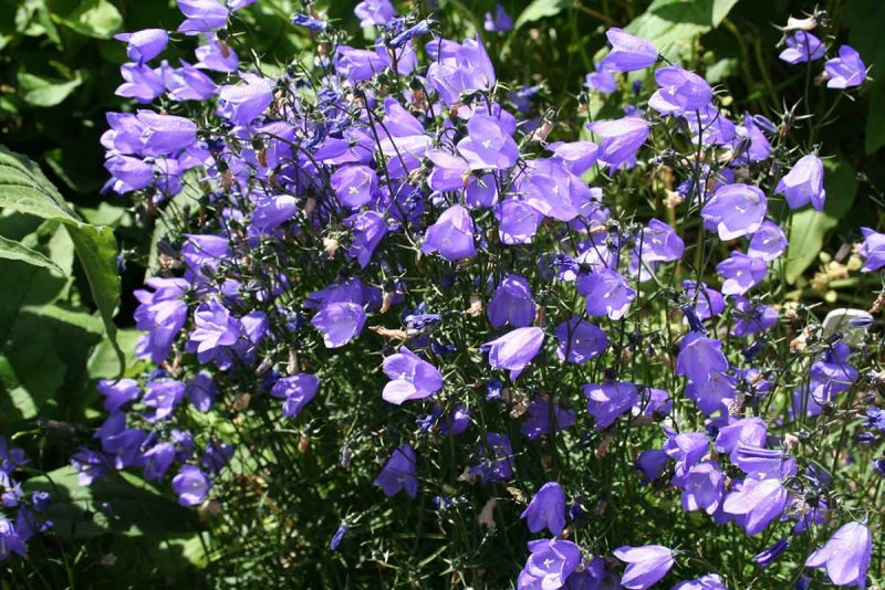 Кампанула Campanula