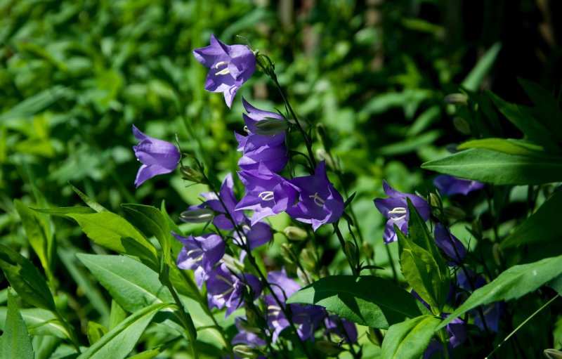 Кампанула Лесная