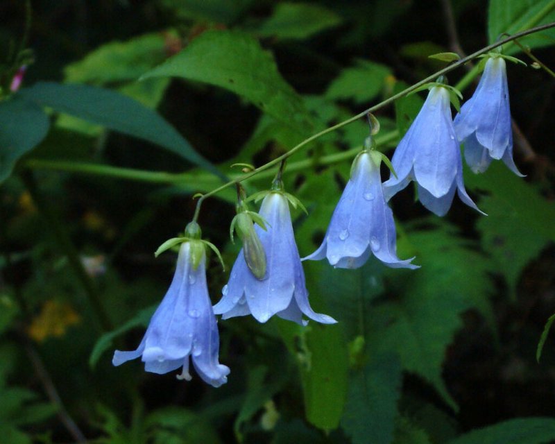 Колокольчик персиколистный (Campanula persicifolia l.)