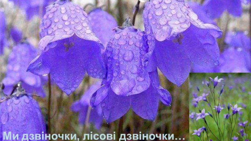 Колокольчик Кампанула
