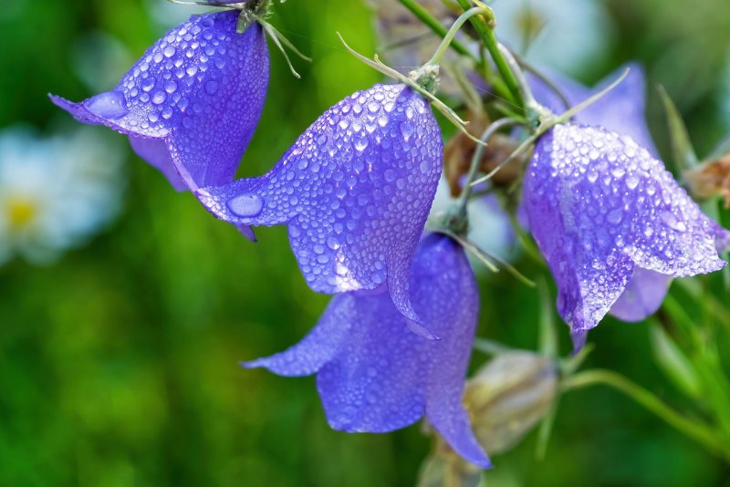 Колокольчик персиколистный Campanula persicifolia