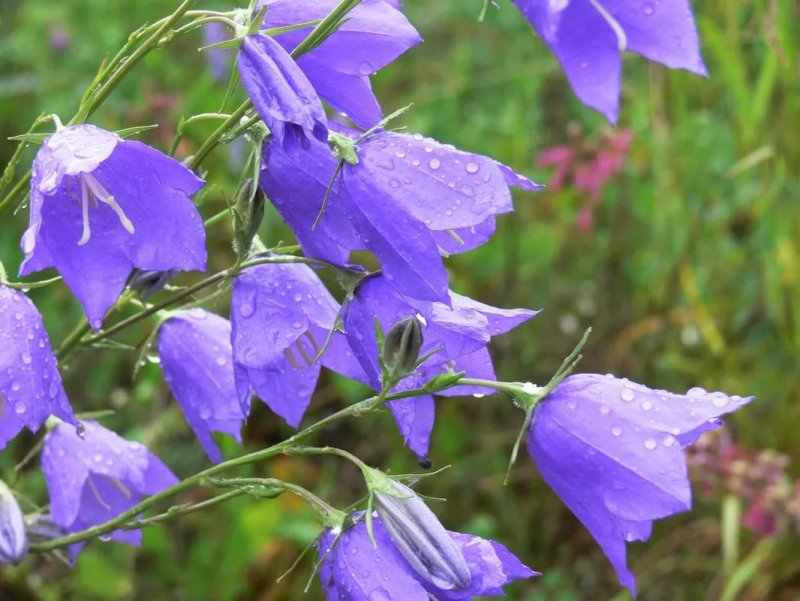 Колокольчик персиколистный (Campanula persicifolia l.)