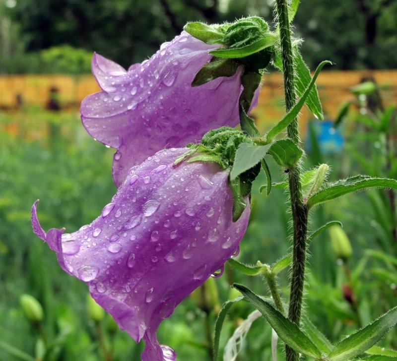 Колокольчик (Campanula Purple Sensation) i