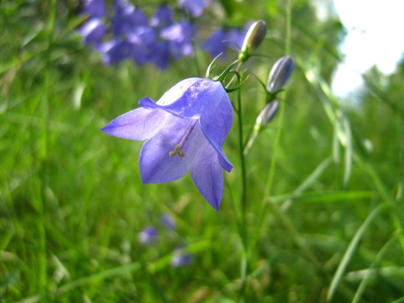 Колокольчик Кампана Lilac