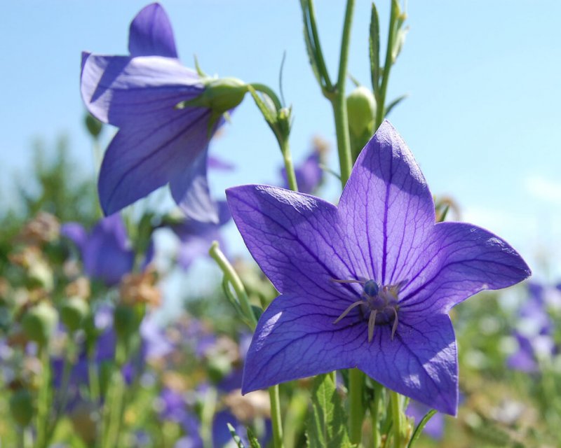 Колокольчик cochleariifolia
