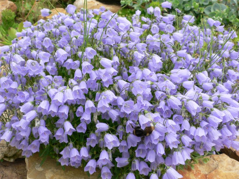 Колокольчик Кампана Lilac