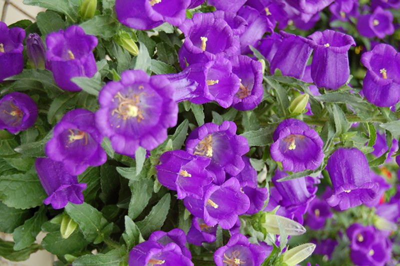 Колокольчик персиколистный (Campanula persicifolia `Takion Blue`)