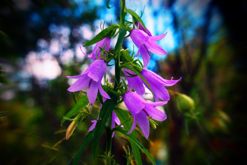 Колокольчик Безенгийский Campanula bessenginica