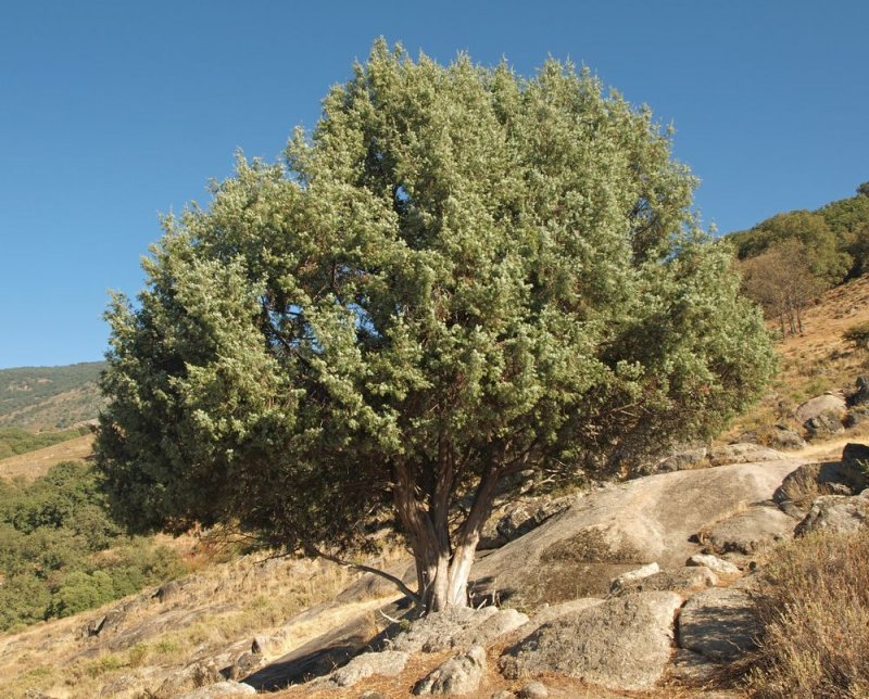 Можжевельник колючий Juniperus oxycedrus
