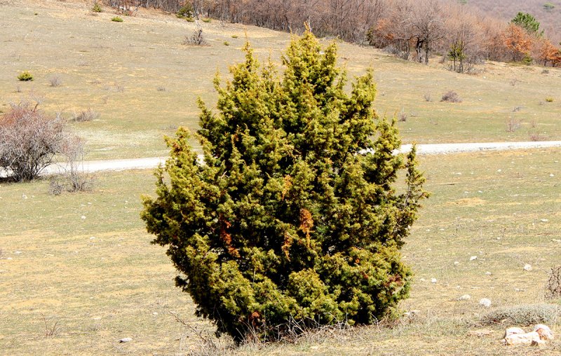 Можжевельник красный (Juniperus oxycedrus)