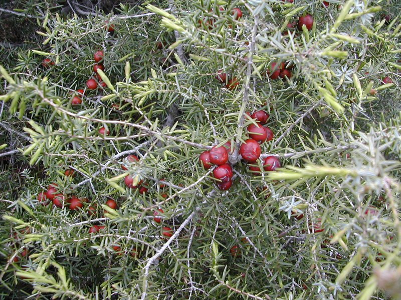 Можжевельник красный (Juniperus oxycedrus)