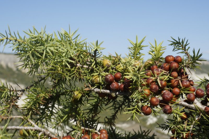 Juniperus phoenicea дерево