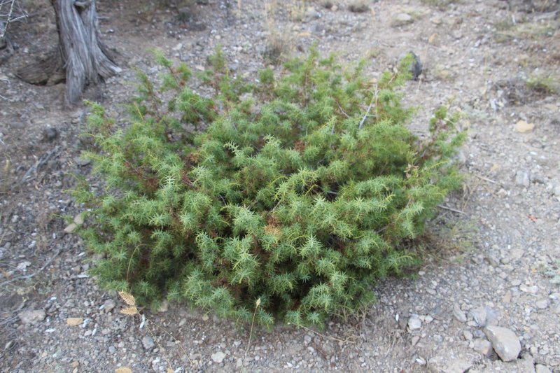 Можжевельник красный (Juniperus oxycedrus)