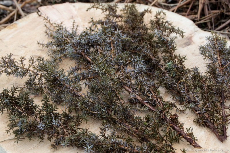 Juniperus foetidissima
