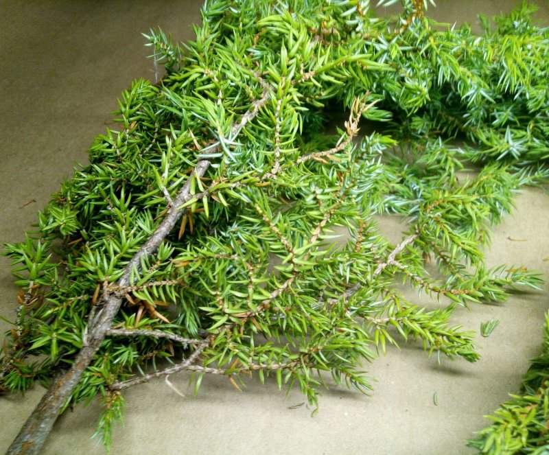 Spearmint можжевельник