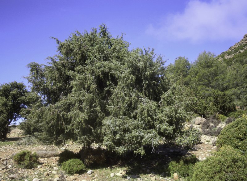 Juniperus semiglobosa