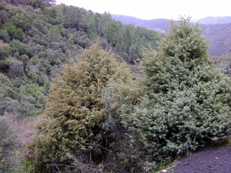 Можжевельник красный (Juniperus oxycedrus)