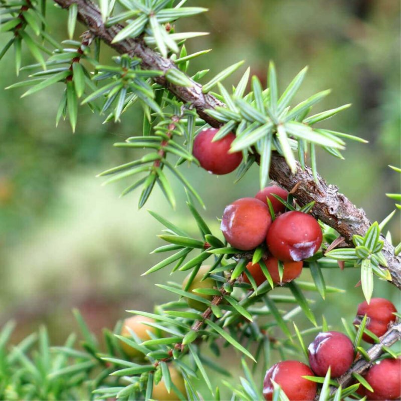 Можжевельник красный (Juniperus oxycedrus)