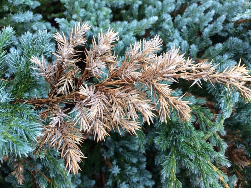 Род можжевельник (Juniperus).