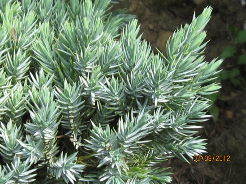 Можжевельник казацкий Блю карпет