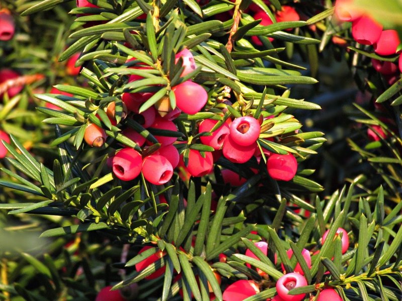 Juniperus oxycedrus фото