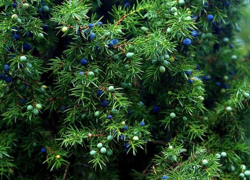 Можжевельник oxycedrus