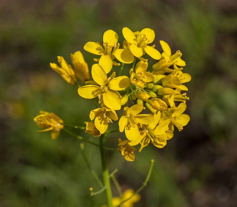 Капуста Полевая - Brassica Campestris l.,