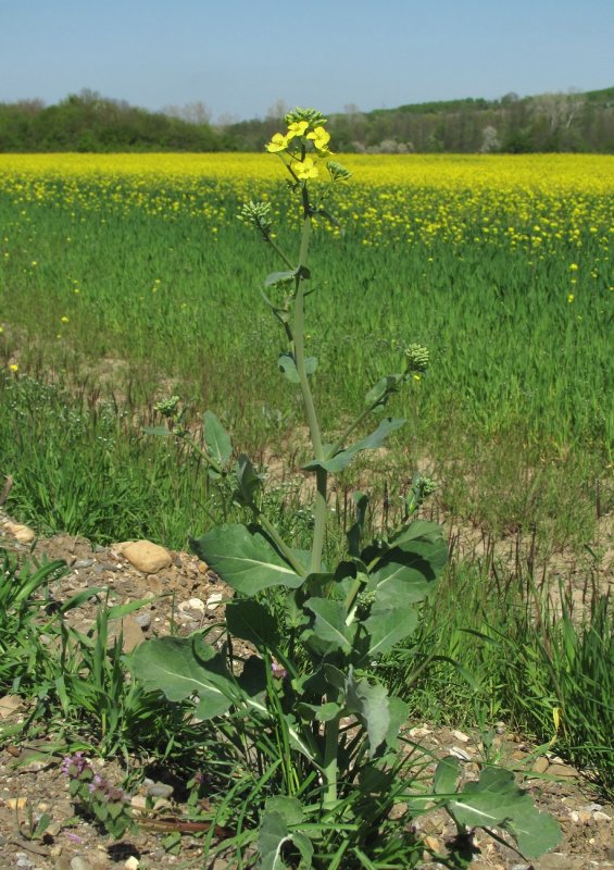 Капуста Полевая (Brassica Campestris)