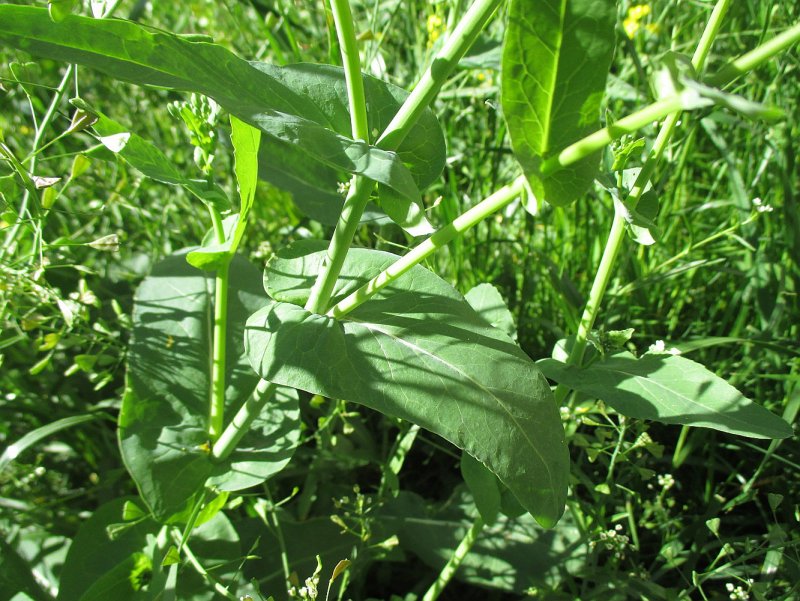 Капуста Полевая - Brassica Campestris l.,