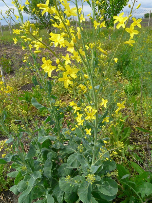 Капуста Полевая - Brassica Campestris l.,