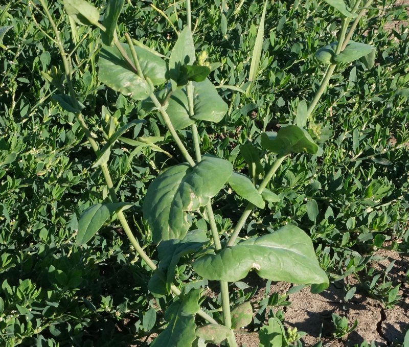 Капуста Полевая - Brassica Campestris l.,