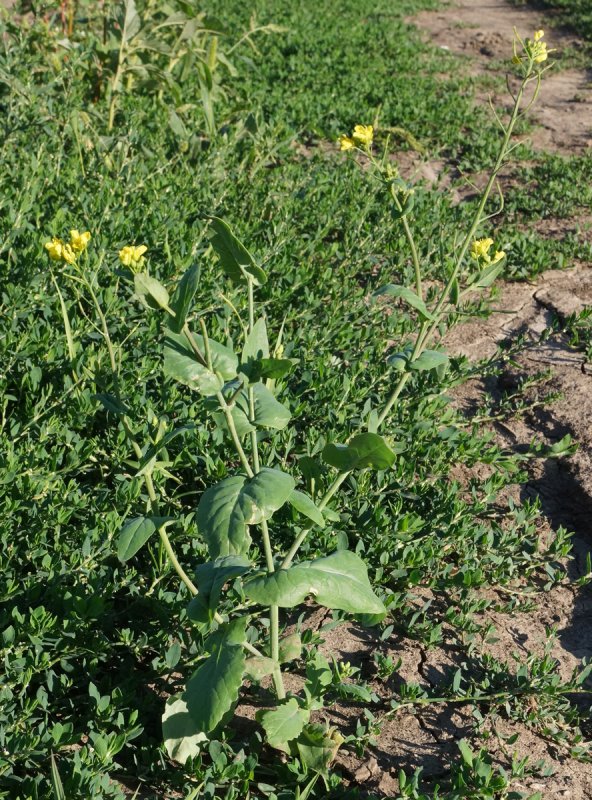 Капуста Полевая - Brassica Campestris l.,