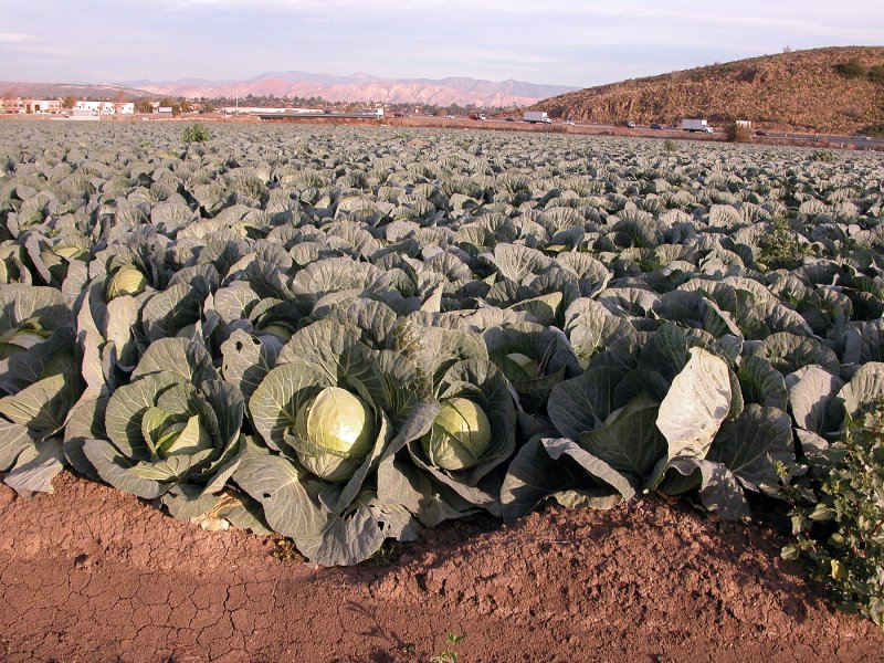Brassica Rapa var. Chinensis