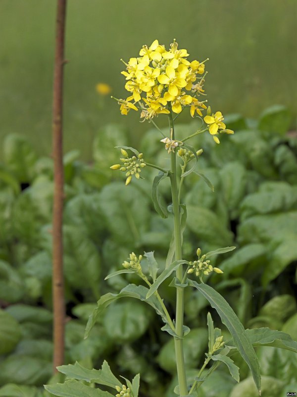 Капуста Полевая (Brassica Campestris)